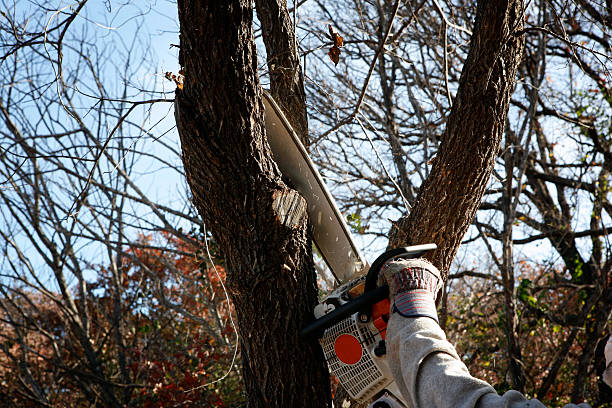 Best Storm Damage Tree Cleanup  in USA