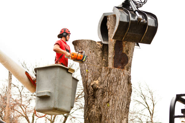 Best Seasonal Cleanup  in USA